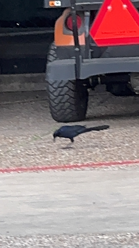 ../_images/observation_photo_grackle_medium.jpg